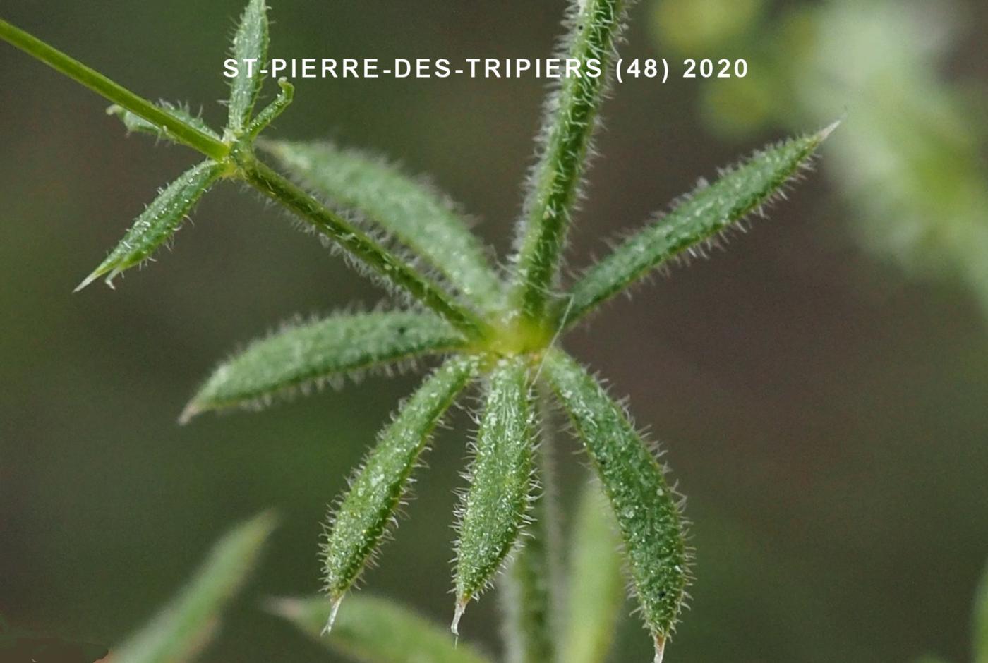 Bedstraw, [Unequal-leaved] leaf